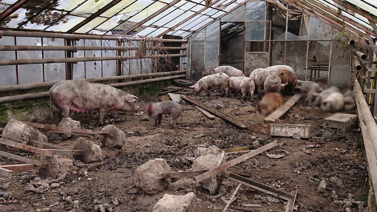 Małopolska. Zwierzęta żyły w skandalicznych warunkach