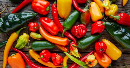 Oto najostrzejszy miś na świecie. 900 razy pikantniejszy od jalapeño