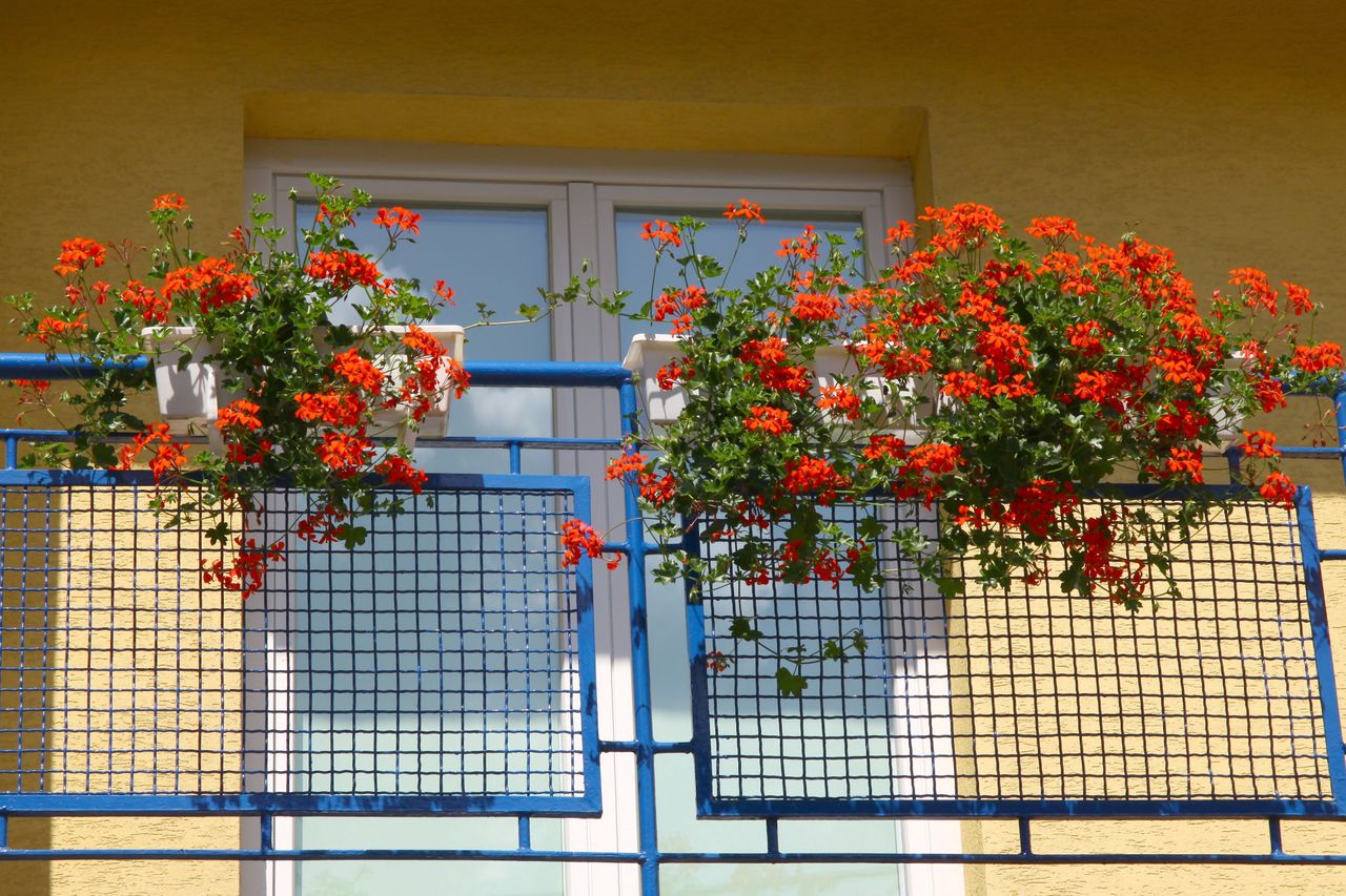 Zawieszone na balkonie kwiaty nie mogą stwarzać zagrożenia