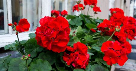 Wsyp do ziemi. Pelargonie będą uginać się od kwiatów aż do przymrozków
