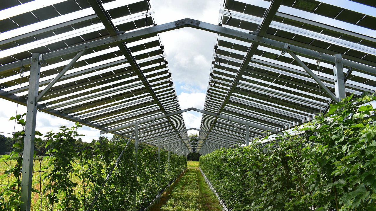Agrofotowoltaika w Holandii