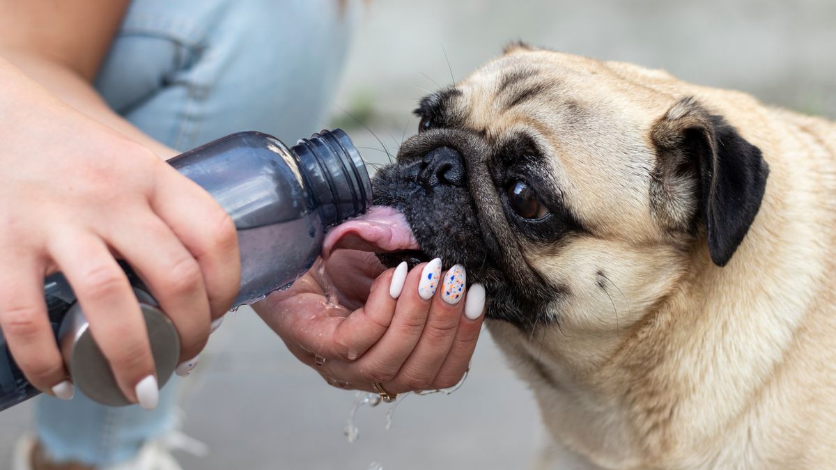 Person gives the dog water from a bottle.
Person gives the dog water from a bottle. Pug drinks water during the summer heat.
heat, animal, drink, water, summer, dog, pet, thirsty, drinking, outdoor, thirst, hot, cute, day, refreshment, nature, tongue, head, person, care, canine, drop, mammal, outside, portrait, wet, refreshing, hand, sunny, closeup, purebred, pedigree, bottle, pug, muzzle