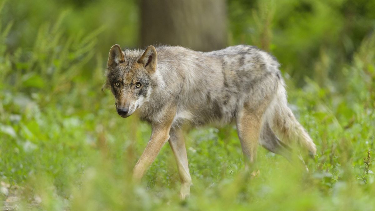European Gray Wolf, Canis lupus lupus
European Gray Wolf, Canis lupus lupus, Germany
Raimund Linke