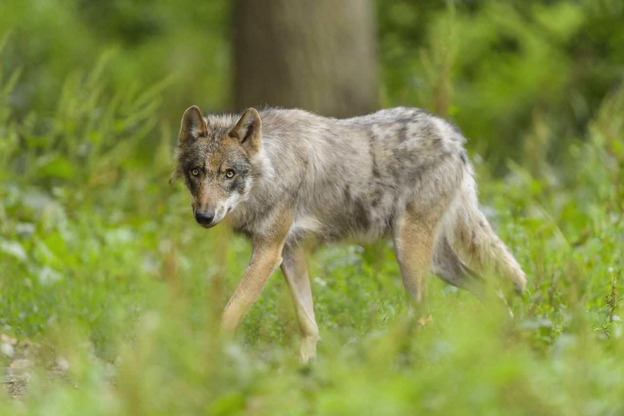 Niebezpieczna sytuacja w Jabłonce. Wilk zbliżył się do dziecka i porwał psa