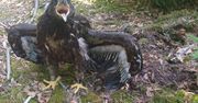 Został zdmuchnięty z gniazda. "Niewiele brakowało"
