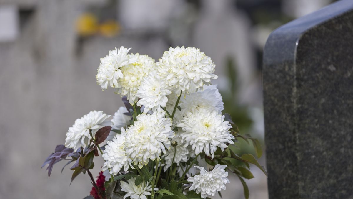 white chrysanthemum
Adél Békefi