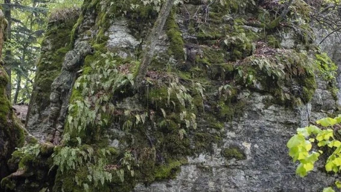 Zakamuflowany snajper chowający się w gęstym lesie. Potrafisz go dostrzec?