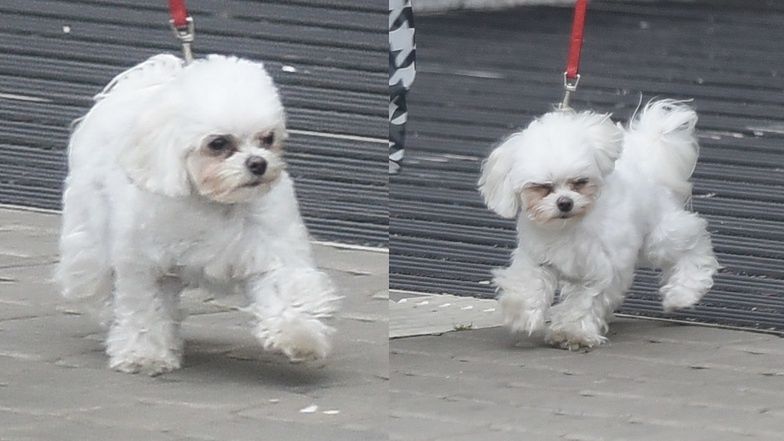 Karolina Małysz wyprowadza na spacer pieska i torebkę za 11 tysięcy złotych 