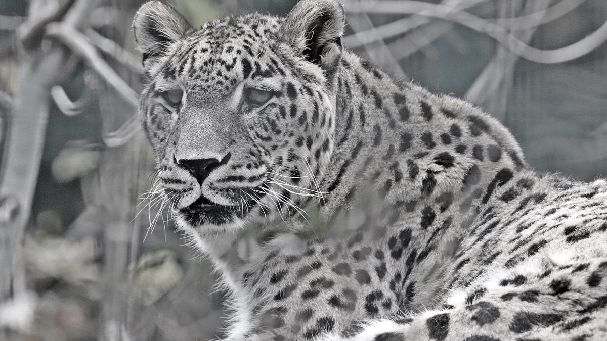 Lampart przeżył 21 lat 