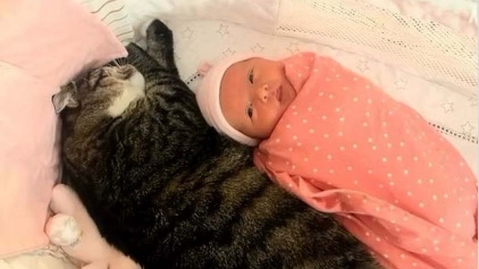Pokazali, co kotka robi z niemowlęciem. "Ona po prostu potrzebowała dziecka!"