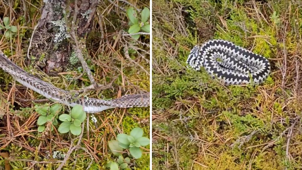 Żmija zrzuciła skórę i ułożyła się w ściółce tuż obok