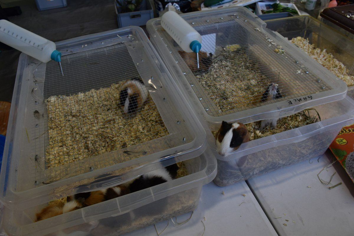 22.11.2025r. Egzotyczne pająki, kolorowe jaszczurki, węże, żaby, a także żółwie i wiele innych można podziwiać podczas Exoticarium - Targów Terrarystycznych, które przez cały weekend odbywają się w hali lekkoatletycznej Ośrodka Rehabilitacji i Rekreacji w Kaliszu