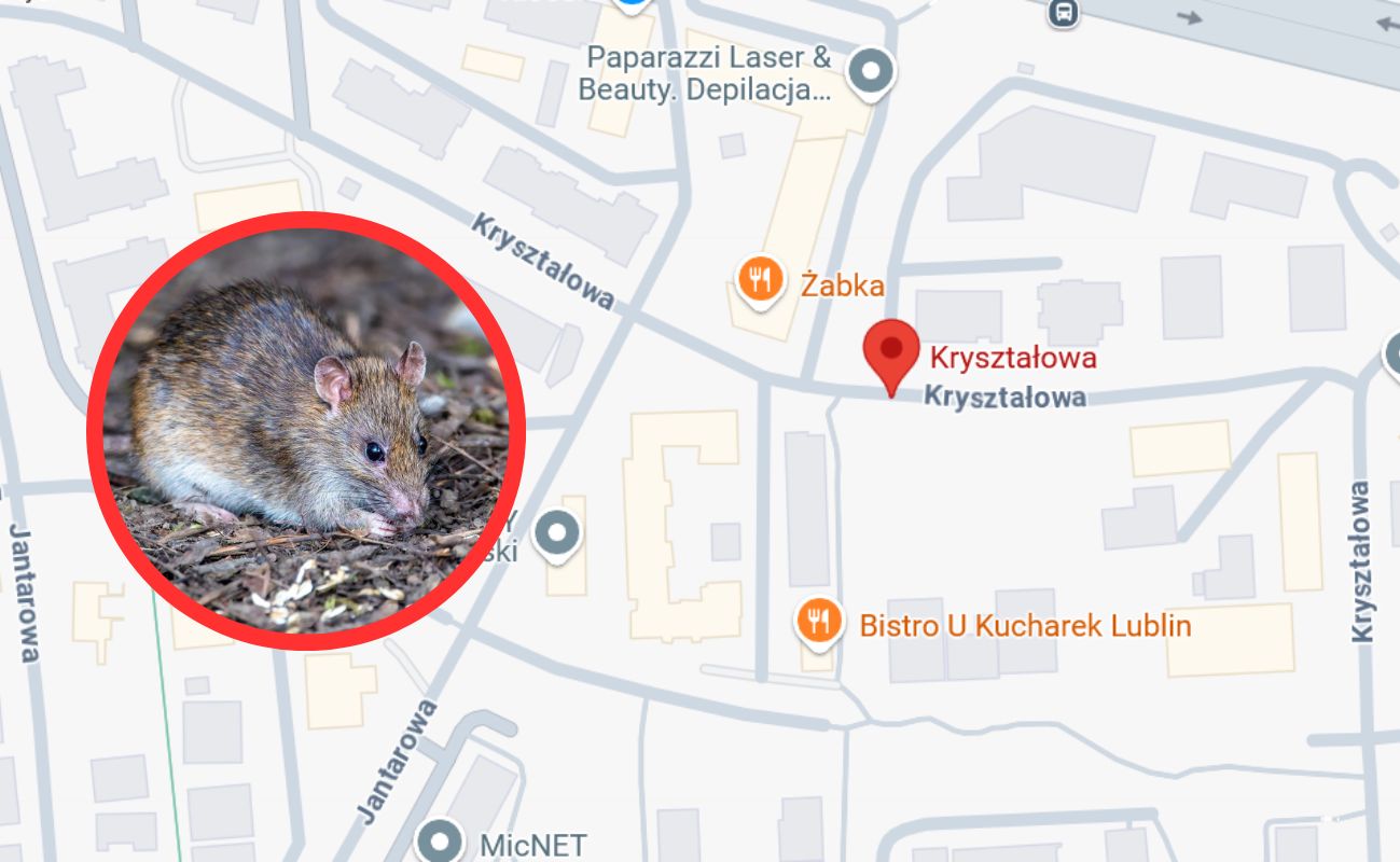 Mieszkańcy osiedla w Lublinie przerażeni. "Szczury wielkości kotów"