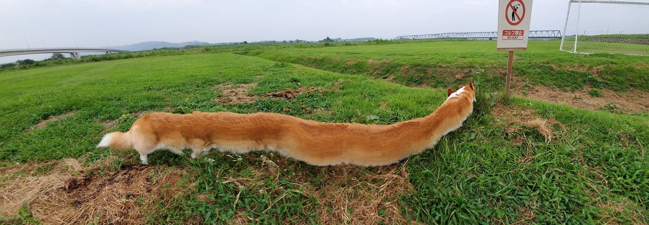 To nie photoshop. Zdjęcia są efektem trybu panoramy