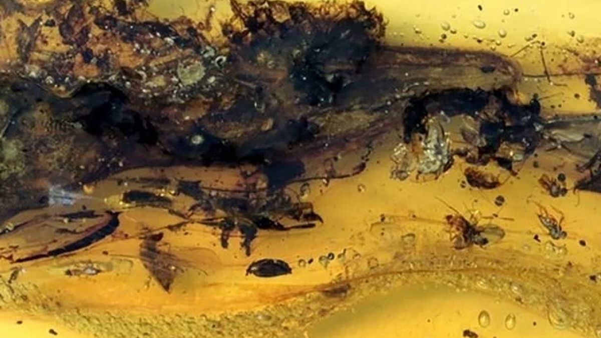 Niezwykła skamielina