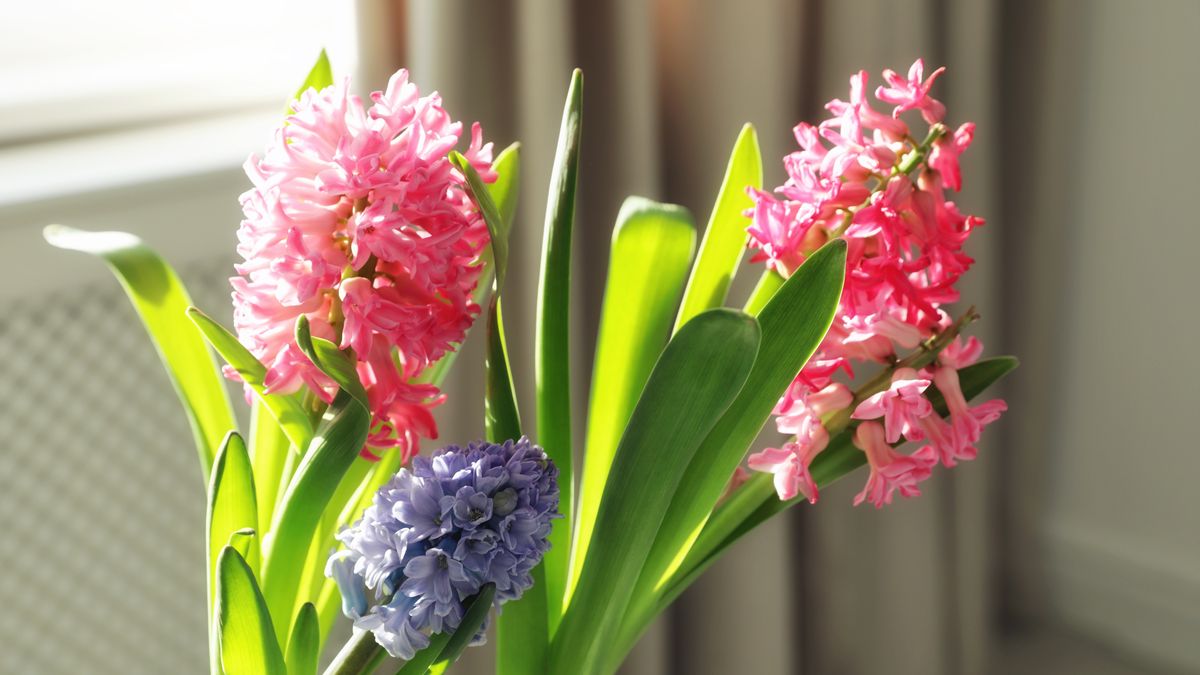 W ten sposób przedłużysz kwitnienie hiacyntów