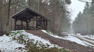 Puszcza Niepołomicka: Podglądamy żubry. Punkt widokowy obok leśnej polany. Jak tutaj dotrzeć? O jakiej porze dnia ma to największy sens?