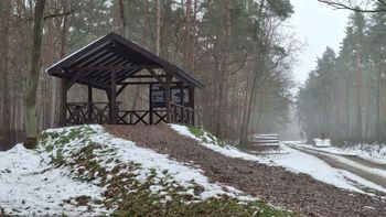 Puszcza Niepołomicka: Podglądamy żubry. Punkt widokowy obok leśnej polany. Jak tutaj dotrzeć? O jakiej porze dnia ma to największy sens?