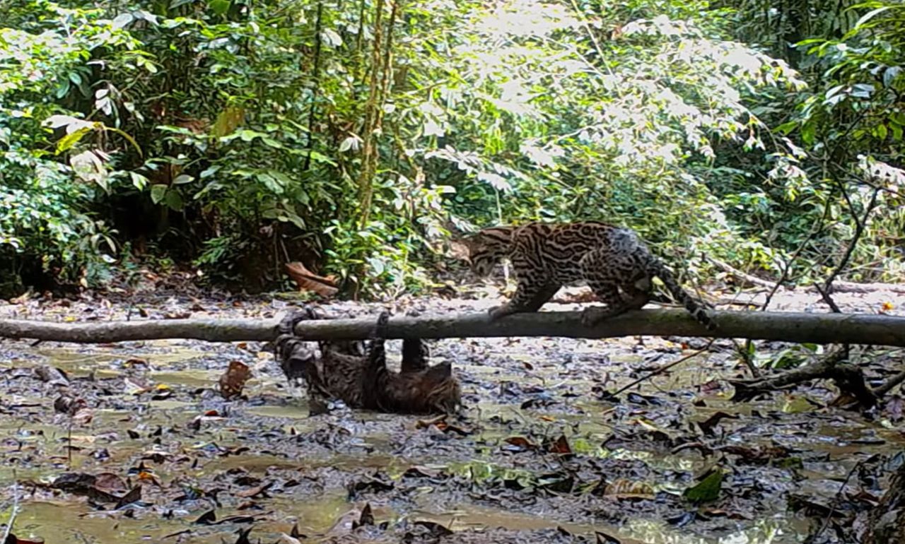 Leniwiec pokonał ocelota. Przyrodnicy równie zdziwieni co dziki kot