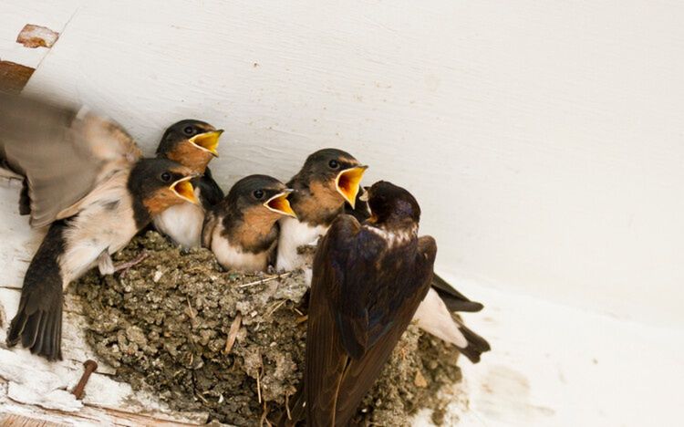Umianowice: Akt oskarżenia za zabicie jaskółek w Ośrodku Edukacji Przyrodniczej. Czterem mężczyznom grozi do 3 lat więzienia