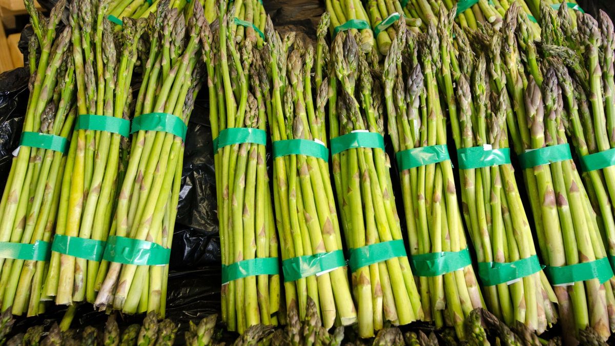 Polskie szparagi są pyszne, ale nie ma kto ich zbierać.