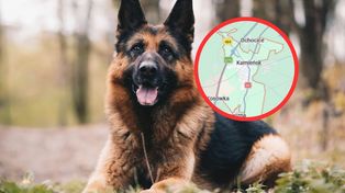 Atak psów na dworcu w Kamieńsku. Dwie osoby pogryzione
