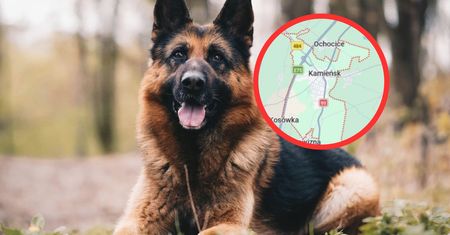Atak psów na dworcu w Kamieńsku. Dwie osoby pogryzione