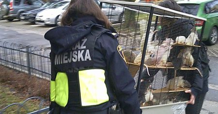 Uciążliwa hodowla szczurów. Interweniowała Straż Miejska
