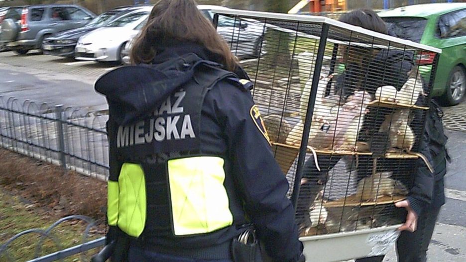 Straż Miejska zlikwidowała uciążliwą dla mieszkańców bloku hodowlę szczurów w Warszawie