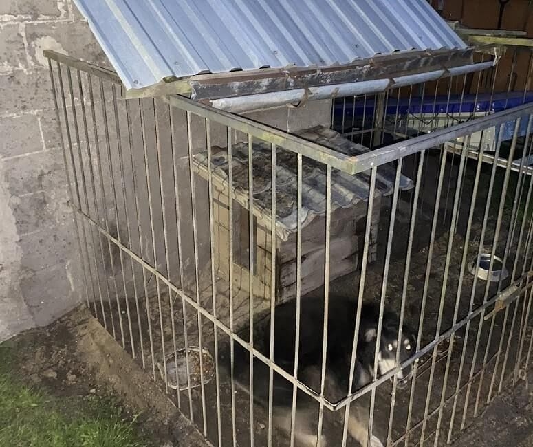 Pies wydostał się z kojca