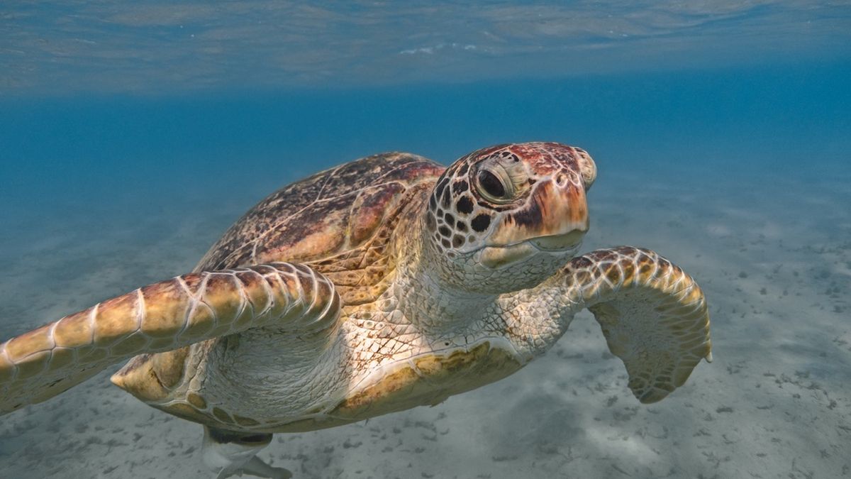 Walka o florydzką wyspę. Mieszkańcy powołują się na ochronę żółw