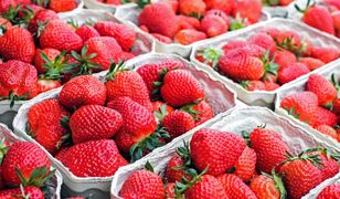 Koronawirus uderza w plantatorów truskawek. Brakuje rąk do zbiorów