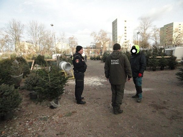 Kontrole sprzedawców choinek