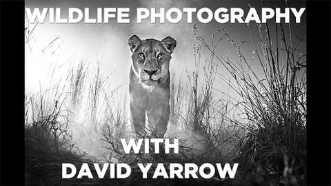 David Yarrow tworzy czarno-białe opowieści o zwierzętach 1