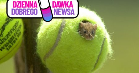 Drugie życie piłek tenisowych z Wimbledonu. Będą chronić gatunek