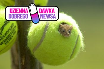 Drugie życie piłek tenisowych z Wimbledonu. Będą chronić gatunek