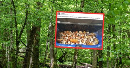 "Taki tam bagażnik". Wypełnił po brzegi. Grzyby niemal się wysypują