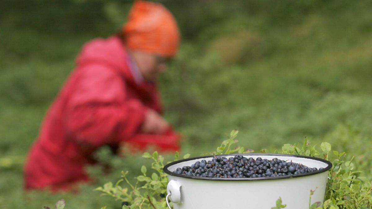 Zbierasz jagody? Możesz dostać nawet 500 zł kary