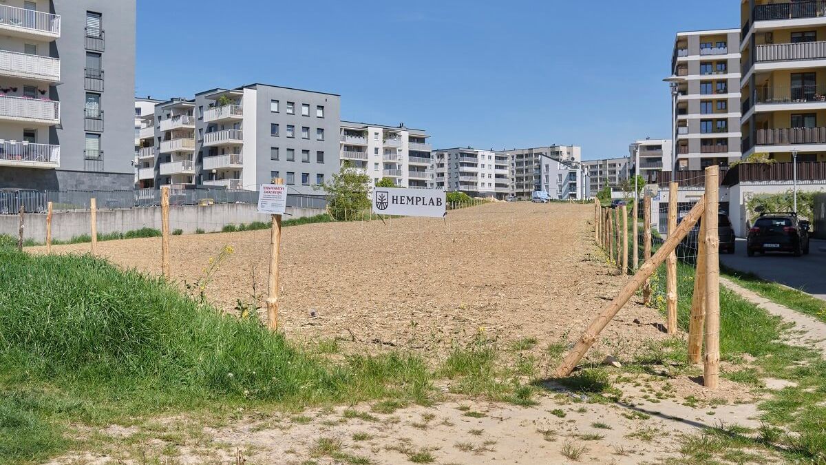 Konopie zasiane na polu przy ul. Jantarowej w Lublinie