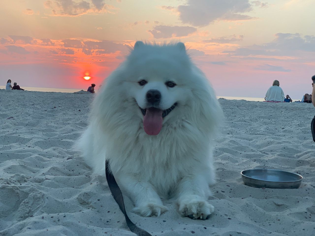 Pies na plaży, Ustka 2020