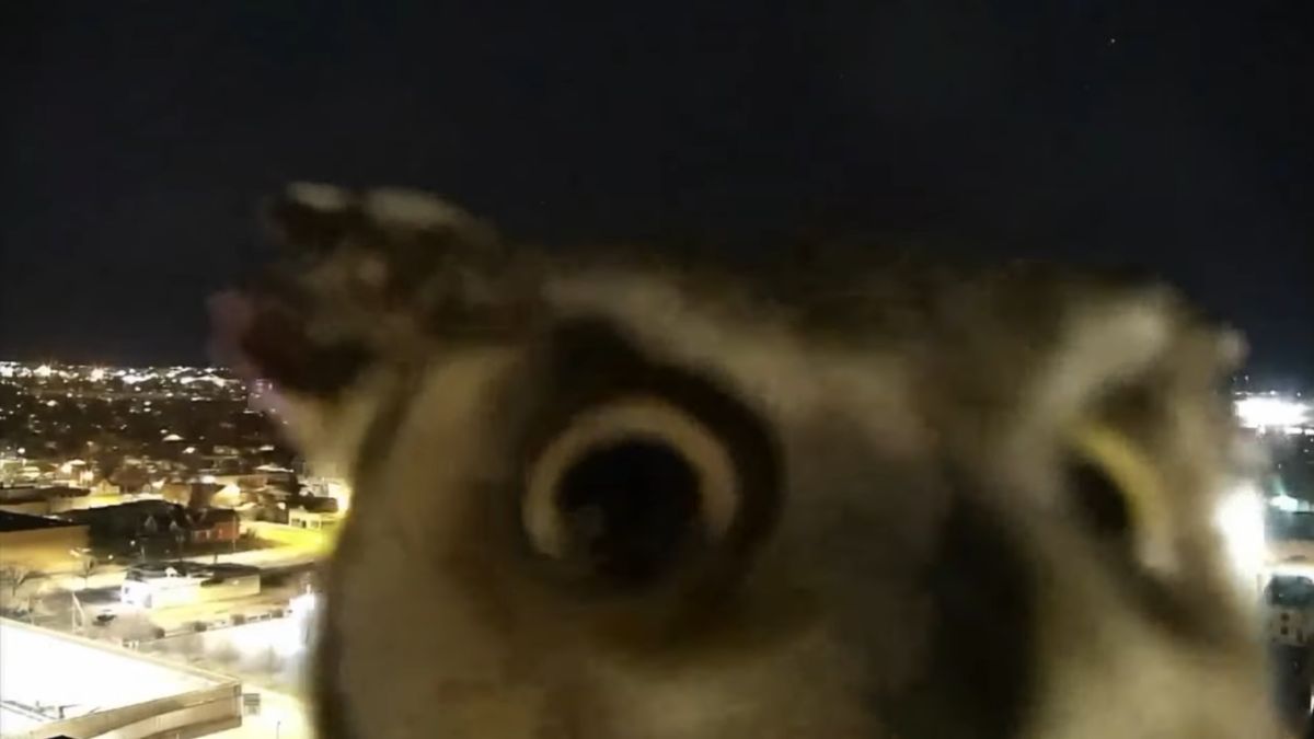 Niespodziewany gość w kamerze. To się nazywa profesjonalny photobombing 1