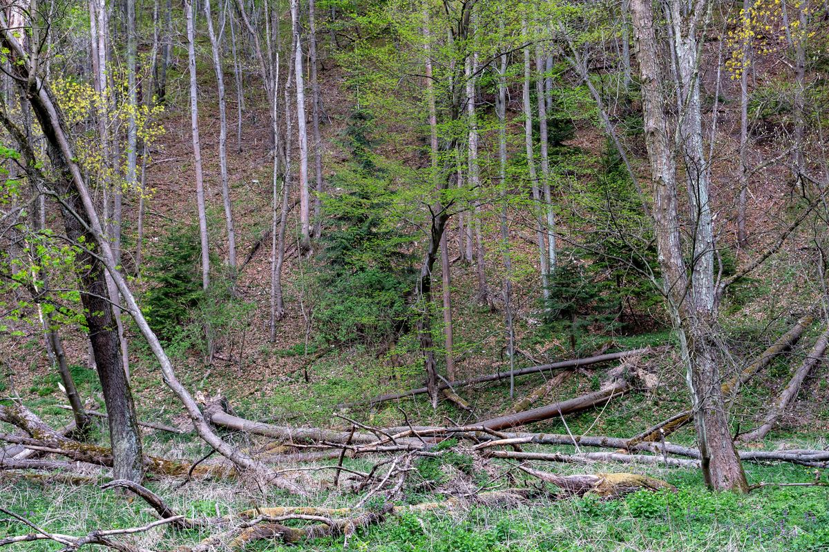 Mazowsze. Zamknięte lasy w województwie mazowieckim. Miejscowości, w których obowiązuje zakaz wstępu