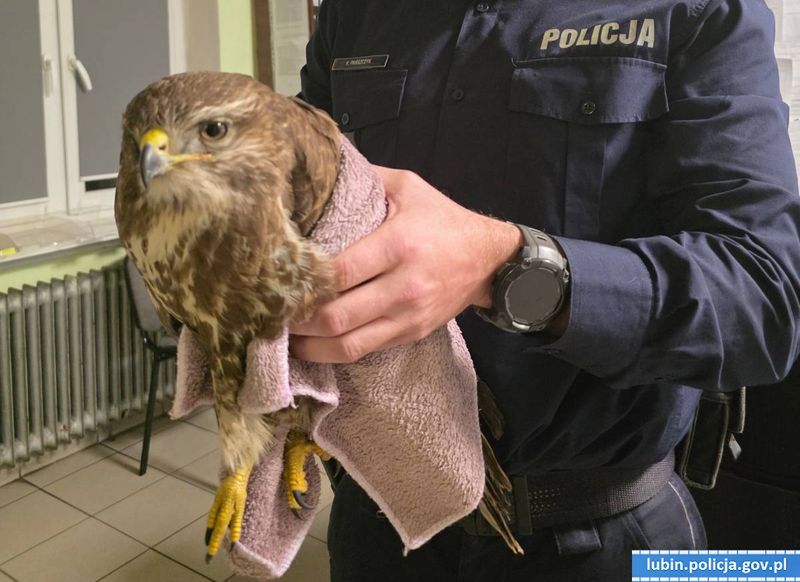 Myszołów spadł z dachu w mrozie. Policyjna interwencja uratowała mu życie