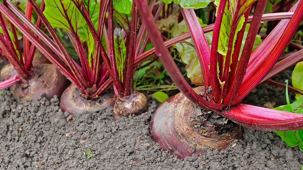 Kiedy sadzić buraki?