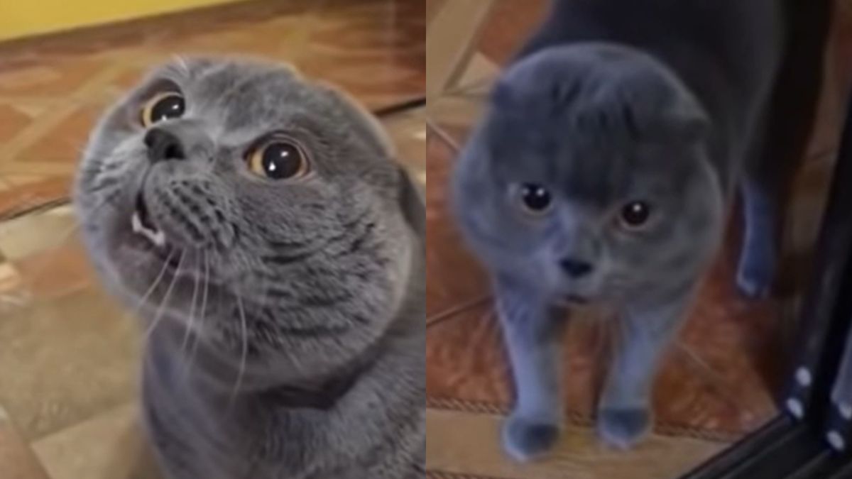 Kot zaczął mówić