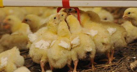 Salmonella w polskim drobiu. Wielka Brytania rozważa zakaz importu
