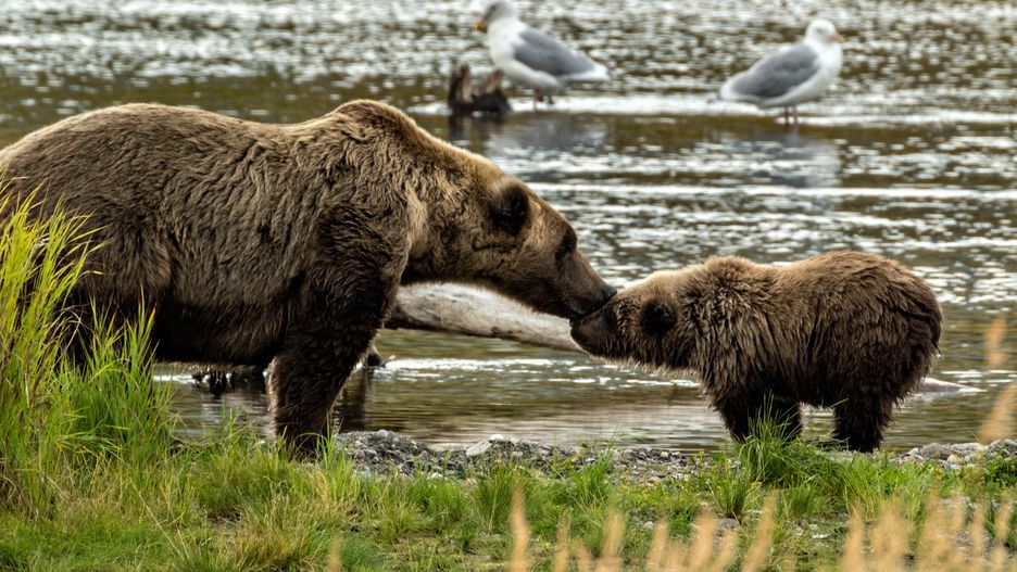 Atak niedźwiedzia. Koszmarna śmierć żołnierza