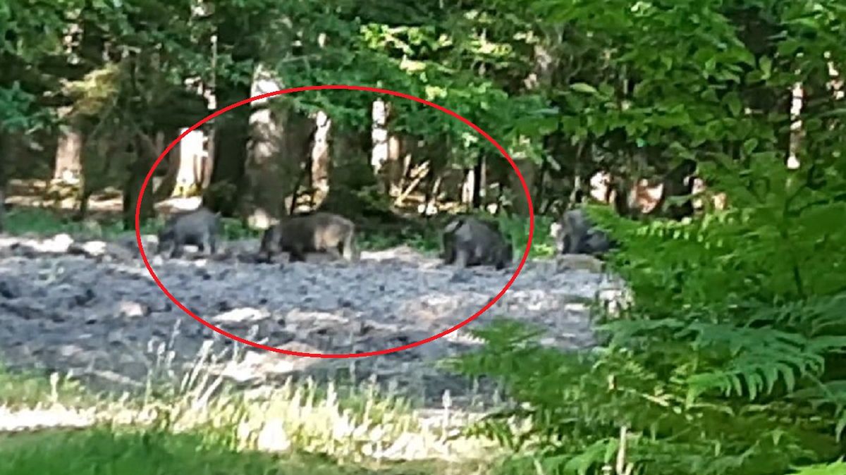 Rodzina dzików spaceruje w poszukiwaniu jedzenia. 