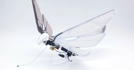 Bioniczny dron MetaFly. Niesamowita maszyna, która lata jak nietoperz