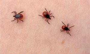 Rozłóż w domu. Kleszcze się nie zbliżą